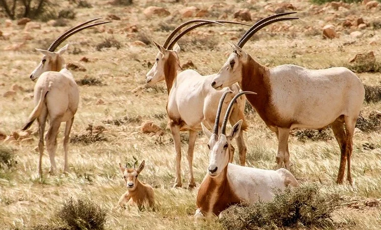 GAZELLE PARC DE BOUHEDMA