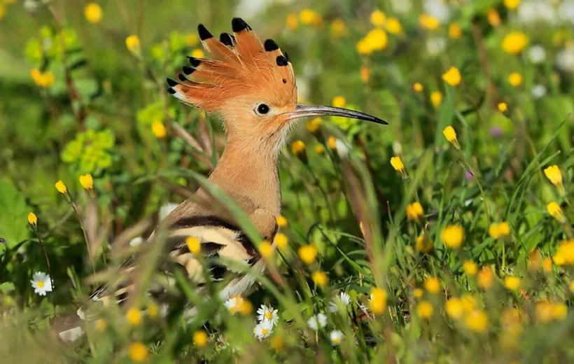 Explorez la Tunisie, un paradis pour les amoureux des oiseaux