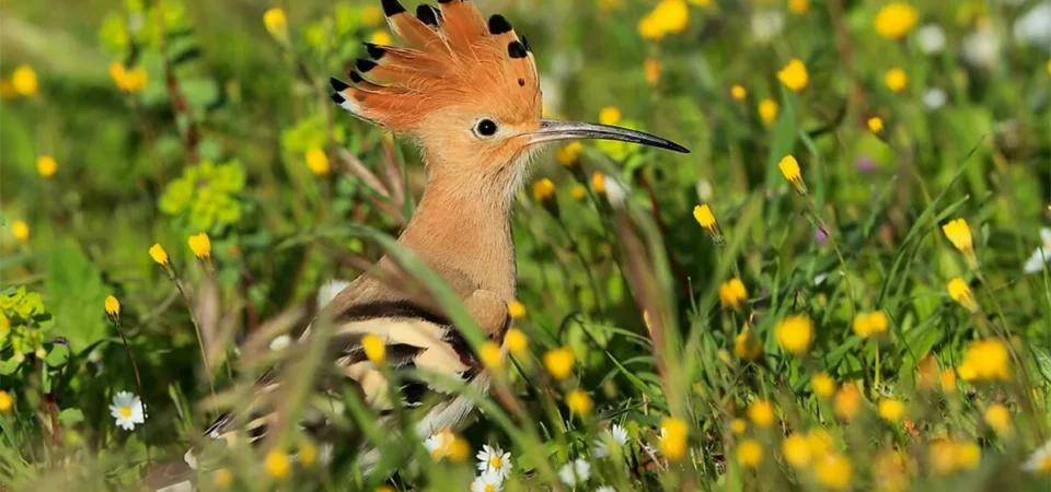 observation oiseaux Tunisie