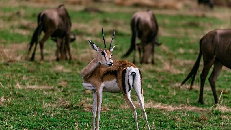 parcs nationaux emblématiques